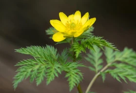 Jakými trvalkami osadit stinná místa v zahradě? (část 1.)