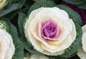 Na záhonu vyniknou až s příchodem studenějších dní