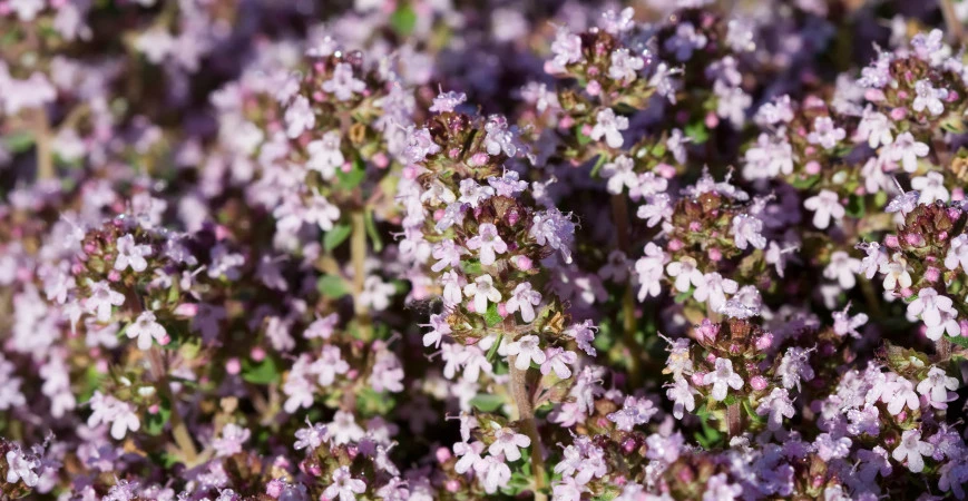 Proč si vypěstovat tymián