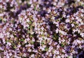 Proč si vypěstovat tymián