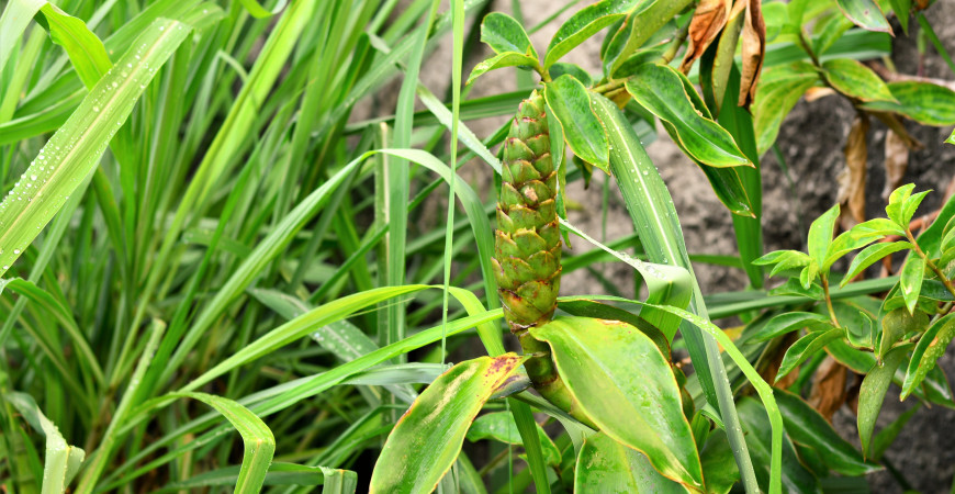 Smutek na duši? Vypijte šálek čaje z citronové trávy, a bude líp.