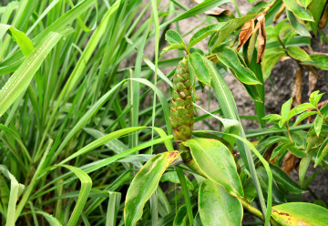 Smutek na duši? Vypijte šálek čaje z citronové trávy, a bude líp.