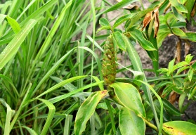 Smutek na duši? Vypijte šálek čaje z citronové trávy, a bude líp.