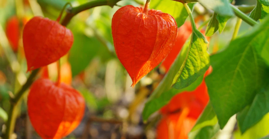 Jak osadit záhon, aby kvetl po celý rok?