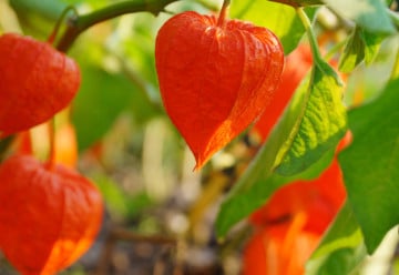 Jak osadit záhon, aby kvetl po celý rok?