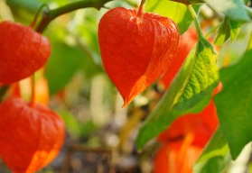 Jak osadit záhon, aby kvetl po celý rok?