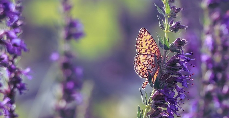 Yzop lékařský - medonosná léčivka užitečná i na zahrádce