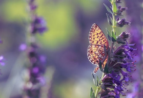 Yzop lékařský - medonosná léčivka užitečná i na zahrádce