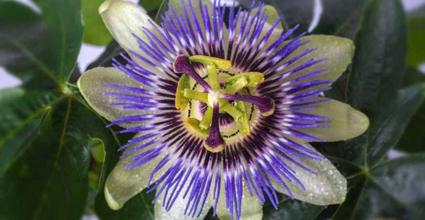 Mučenky a jejich pěstování – aby kvetly i plodily