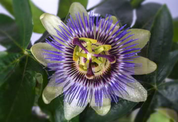 Mučenky a jejich pěstování – aby kvetly i plodily