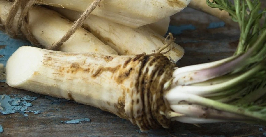 Křen – zapomenutá zelenina, která léčí