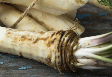 Křen – zapomenutá zelenina, která léčí