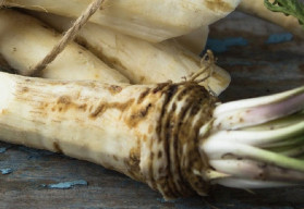 Křen – zapomenutá zelenina, která léčí
