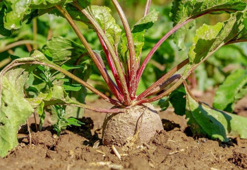 Červená řepa roste téměř sama a nevyžaduje příliš péče