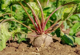 Červená řepa roste téměř sama a nevyžaduje příliš péče