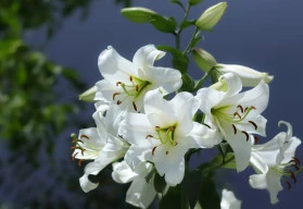 Lilie, královny letních záhonů