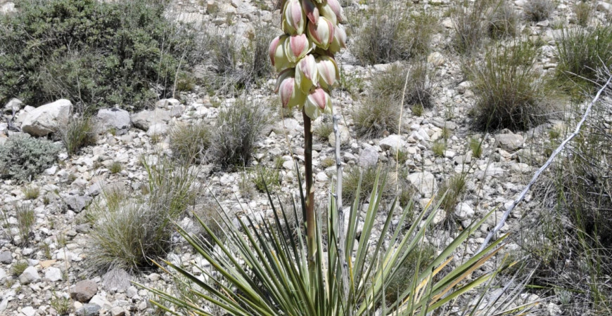 Juka vláknitá může zdobit zahradu po celý rok