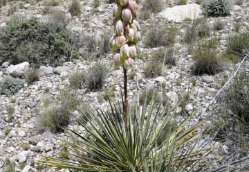 Juka vláknitá může zdobit zahradu po celý rok