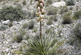 Juka vláknitá může zdobit zahradu po celý rok