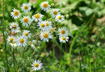 Heřmánek – pěstování a využití