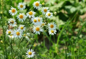 Heřmánek – pěstování a využití