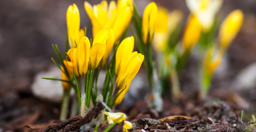 Cibuloviny vysazované na podzim