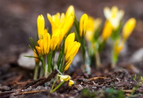 Cibuloviny vysazované na podzim