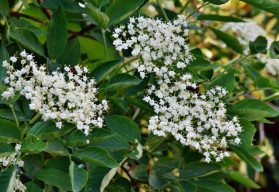 Období kašlíků klepe na dveře, bez černý je typickou podzimní léčivkou a najde tedy uplatnění i v domácí lékárně