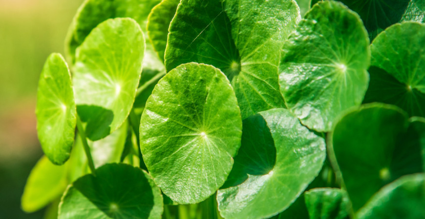 Gotu kola, zázračná bylinka proti únavě