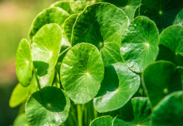 Gotu kola, zázračná bylinka proti únavě