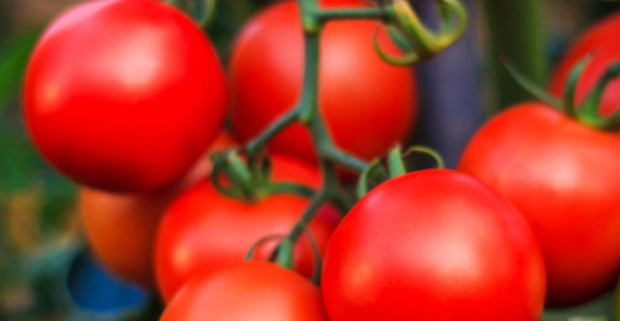 Podzim je za dveřmi a rajčata nestíhají dozrát? Co s nimi?