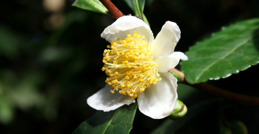 Podzimní plískanice jsou nejlepším obdobím pro popíjení vlastnoručně vypěstovaného čaje