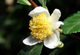 Podzimní plískanice jsou nejlepším obdobím pro popíjení vlastnoručně vypěstovaného čaje