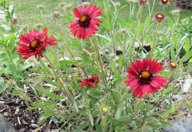 Tradiční trvalka venkovských zahrad - orlíček zahradní