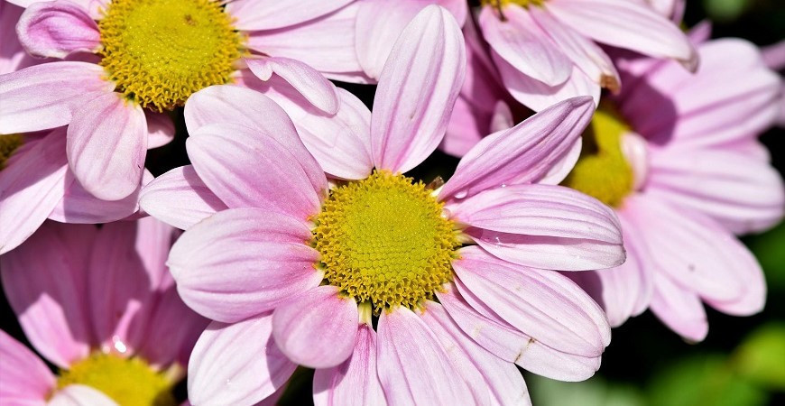 Zahradní kopretiny v zahradě působí vesele i elegantně