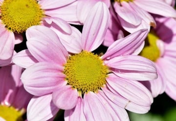 Zahradní kopretiny v zahradě působí vesele i elegantně