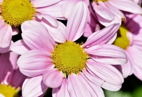 Zahradní kopretiny v zahradě působí vesele i elegantně