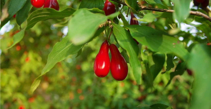Dřín je krásná dřevina, která je zároveň i užitečná