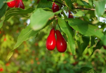 Dřín je krásná dřevina, která je zároveň i užitečná