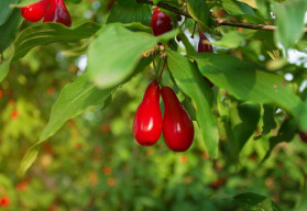Dřín je krásná dřevina, která je zároveň i užitečná
