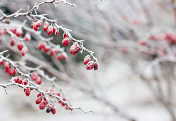 Zima se pomalu blíží, je na ni Vaše zahrada připravena?