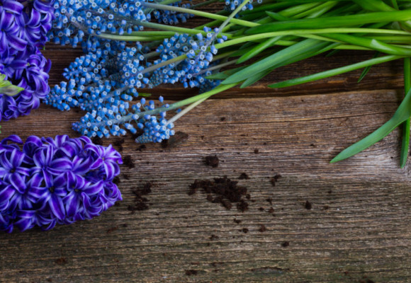 Rychlení cibulovin – krásné květy i v období tuhých mrazů