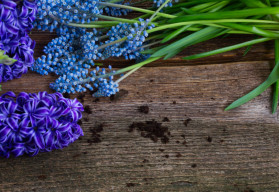 Rychlení cibulovin – krásné květy i v období tuhých mrazů