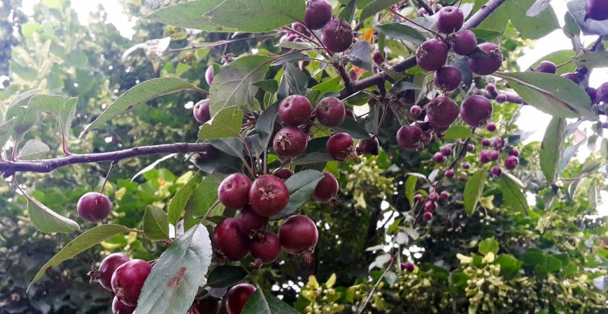 Exotické ovoce vypěstujete i v květináči – zkuste jahodový stromek