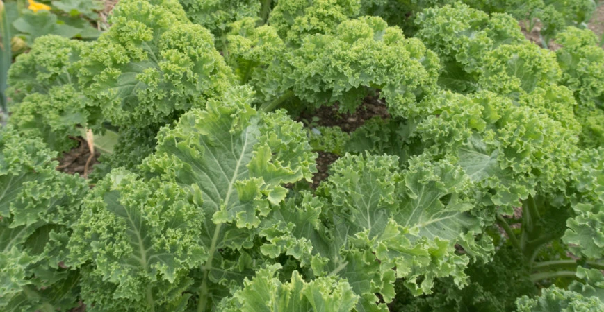 Kadeřávku nevadí ani teploty pod bodem mrazu 