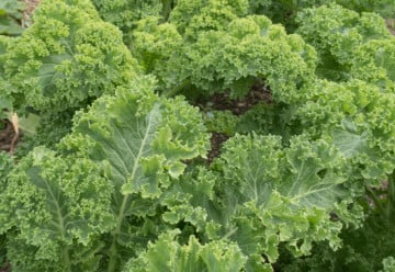 Kadeřávku nevadí ani teploty pod bodem mrazu 