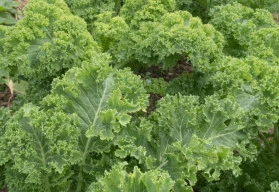 Kadeřávku nevadí ani teploty pod bodem mrazu 