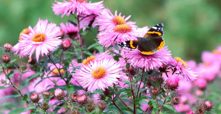 Ozdobné plody trvalek a dřevin v zimní zahradě