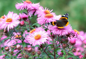 Ozdobné plody trvalek a dřevin v zimní zahradě