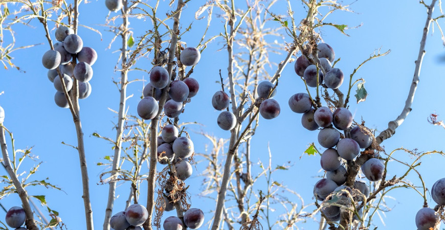 Tmavka švestková – škůdce švestek a meruněk